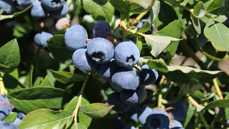 13 Most Delicious Blueberry Varieties for Your Home Garden