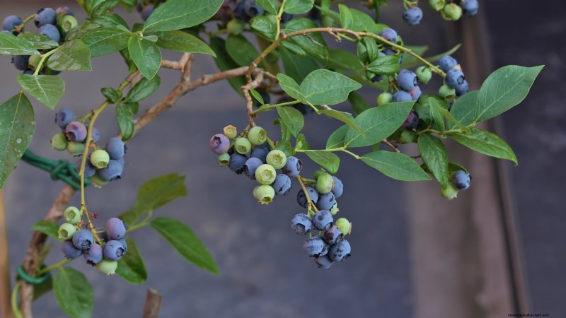 13 Most Delicious Blueberry Varieties for Your Home Garden