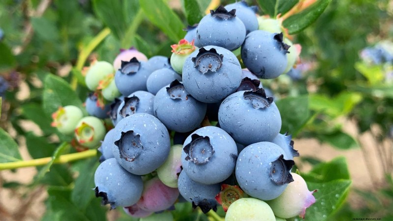 13 Most Delicious Blueberry Varieties for Your Home Garden