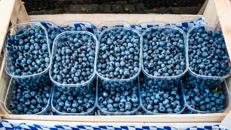 13 Most Delicious Blueberry Varieties for Your Home Garden