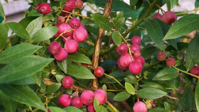 13 Most Delicious Blueberry Varieties for Your Home Garden