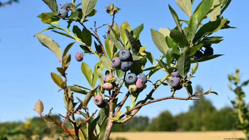 13 Most Delicious Blueberry Varieties for Your Home Garden