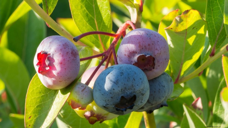 13 Most Delicious Blueberry Varieties for Your Home Garden