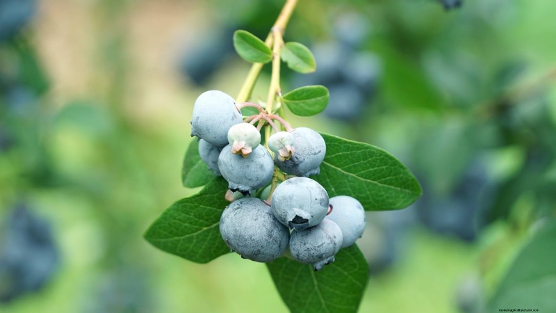 13 Most Delicious Blueberry Varieties for Your Home Garden