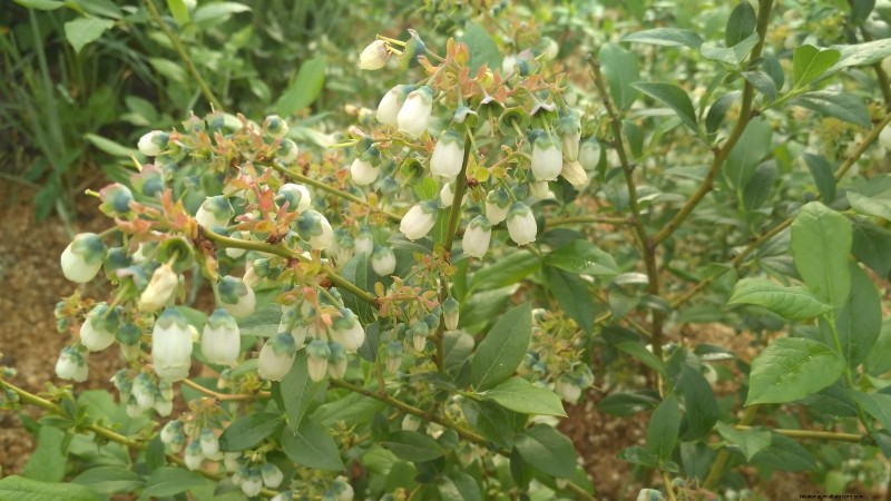 13 Most Delicious Blueberry Varieties for Your Home Garden