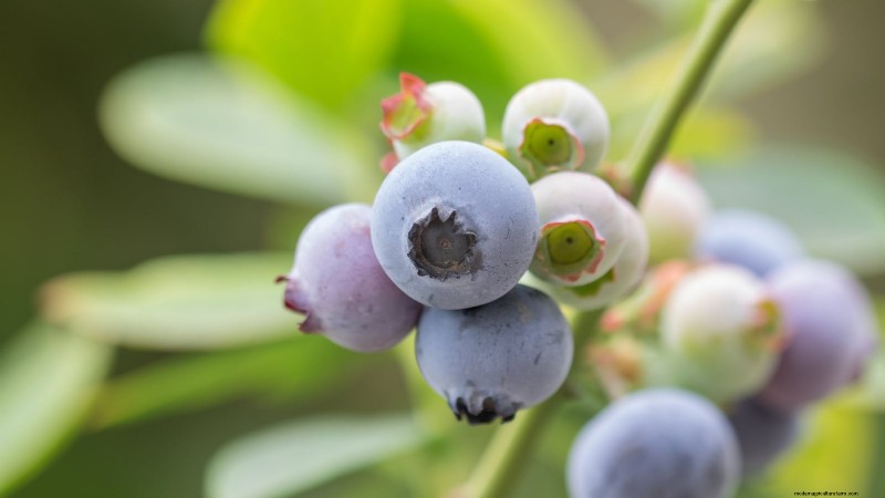 13 Most Delicious Blueberry Varieties for Your Home Garden