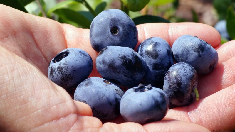 13 Most Delicious Blueberry Varieties for Your Home Garden
