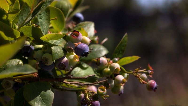 13 Most Delicious Blueberry Varieties for Your Home Garden