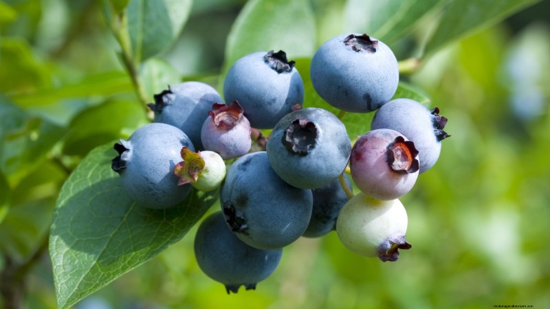 13 Most Delicious Blueberry Varieties for Your Home Garden