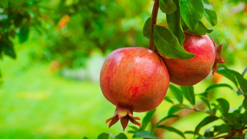 Top 9 Pomegranate Varieties for Home Gardens—Flavor, Yield, and Care Tips