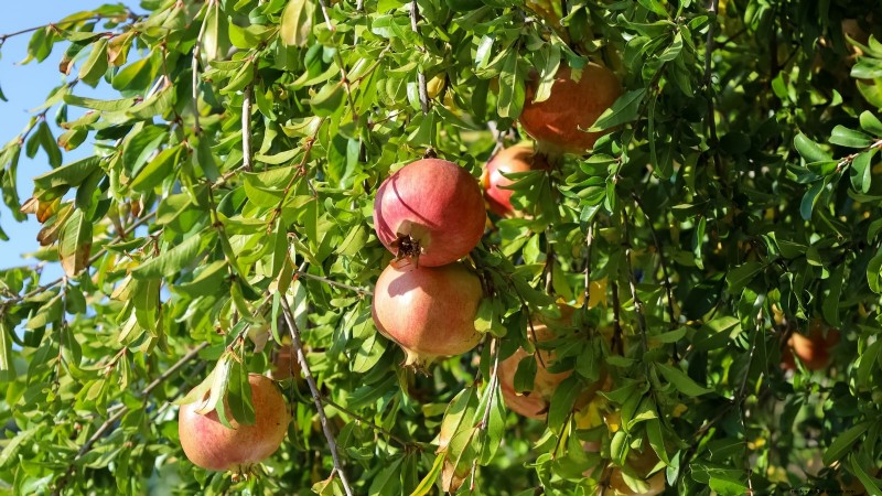 Top 9 Pomegranate Varieties for Home Gardens—Flavor, Yield, and Care Tips