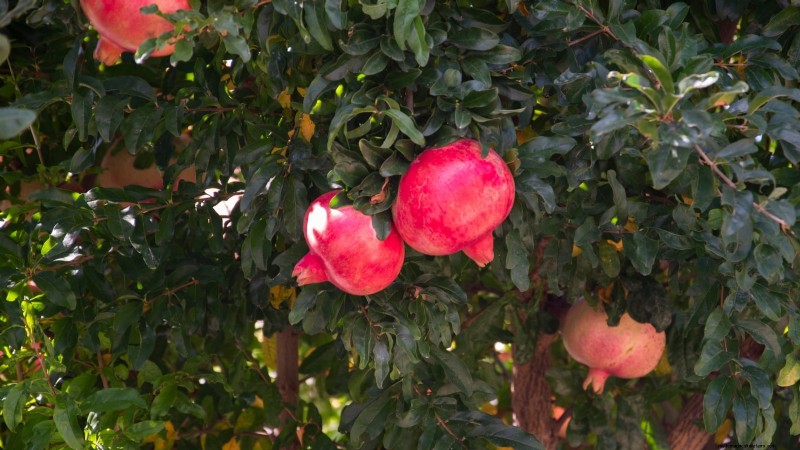 Top 9 Pomegranate Varieties for Home Gardens—Flavor, Yield, and Care Tips