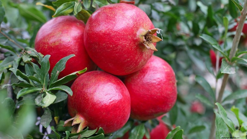 Top 9 Pomegranate Varieties for Home Gardens—Flavor, Yield, and Care Tips