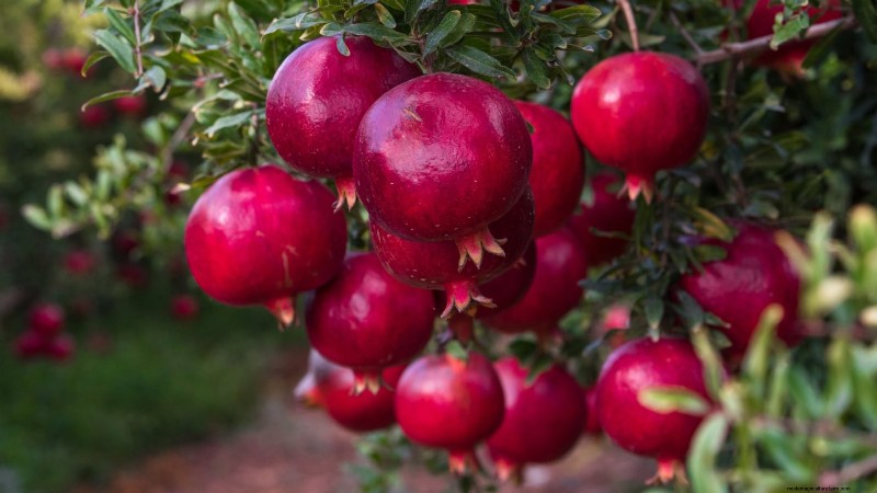 Top 9 Pomegranate Varieties for Home Gardens—Flavor, Yield, and Care Tips