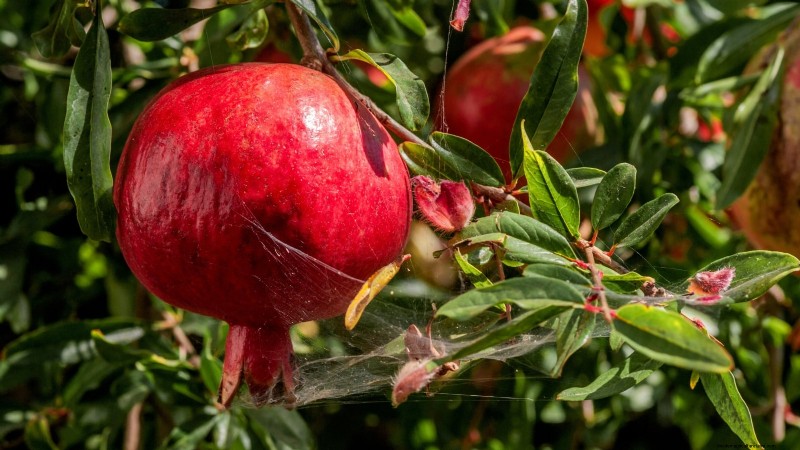 Top 9 Pomegranate Varieties for Home Gardens—Flavor, Yield, and Care Tips