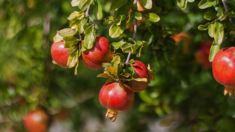 Top 9 Pomegranate Varieties for Home Gardens—Flavor, Yield, and Care Tips