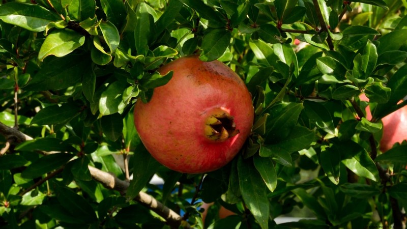 Top 9 Pomegranate Varieties for Home Gardens—Flavor, Yield, and Care Tips