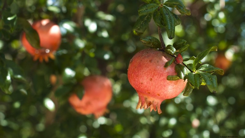 Top 9 Pomegranate Varieties for Home Gardens—Flavor, Yield, and Care Tips