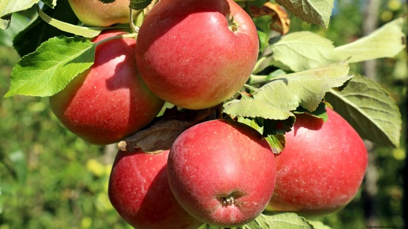 30 Top Apple Varieties for Home Gardens: Growing Tips, Climate Guides, and Harvest Details