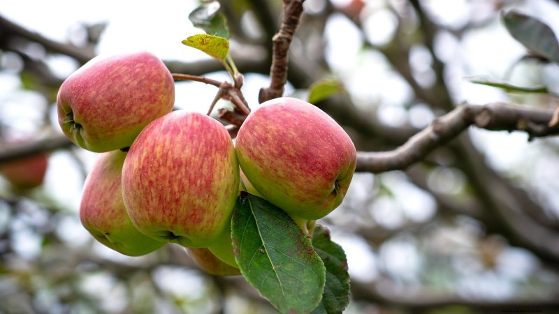 30 Top Apple Varieties for Home Gardens: Growing Tips, Climate Guides, and Harvest Details