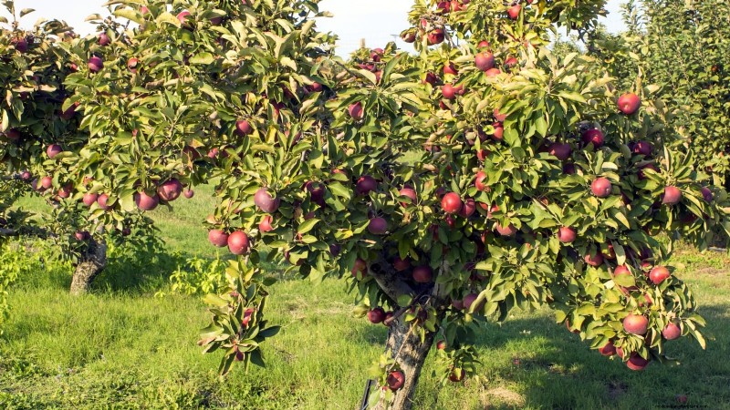 30 Top Apple Varieties for Home Gardens: Growing Tips, Climate Guides, and Harvest Details