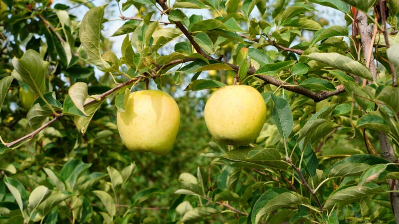 30 Top Apple Varieties for Home Gardens: Growing Tips, Climate Guides, and Harvest Details
