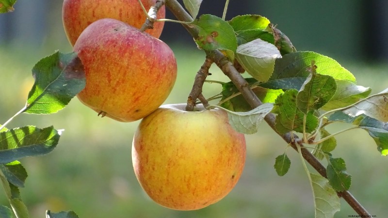 30 Top Apple Varieties for Home Gardens: Growing Tips, Climate Guides, and Harvest Details