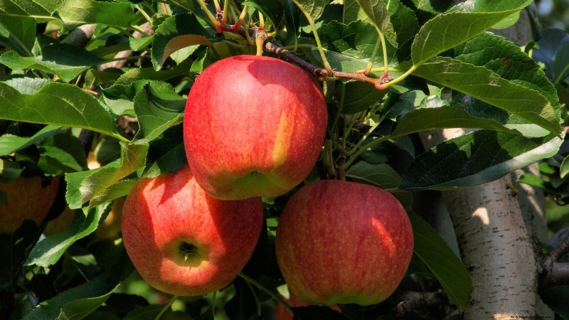 30 Top Apple Varieties for Home Gardens: Growing Tips, Climate Guides, and Harvest Details