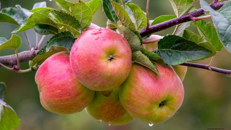 30 Top Apple Varieties for Home Gardens: Growing Tips, Climate Guides, and Harvest Details