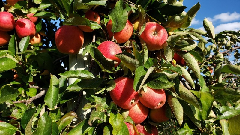 30 Top Apple Varieties for Home Gardens: Growing Tips, Climate Guides, and Harvest Details
