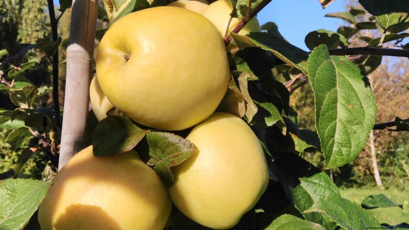 30 Top Apple Varieties for Home Gardens: Growing Tips, Climate Guides, and Harvest Details