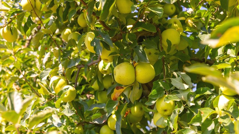 30 Top Apple Varieties for Home Gardens: Growing Tips, Climate Guides, and Harvest Details