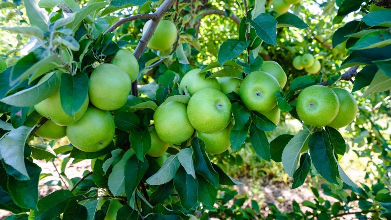 30 Top Apple Varieties for Home Gardens: Growing Tips, Climate Guides, and Harvest Details