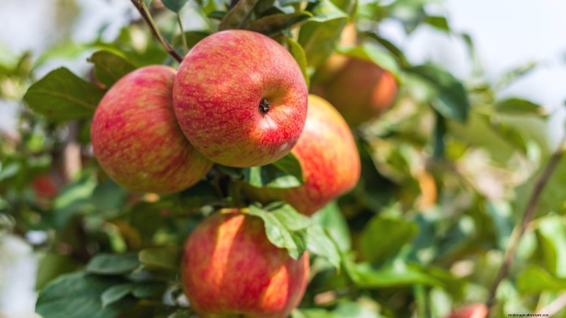 30 Top Apple Varieties for Home Gardens: Growing Tips, Climate Guides, and Harvest Details