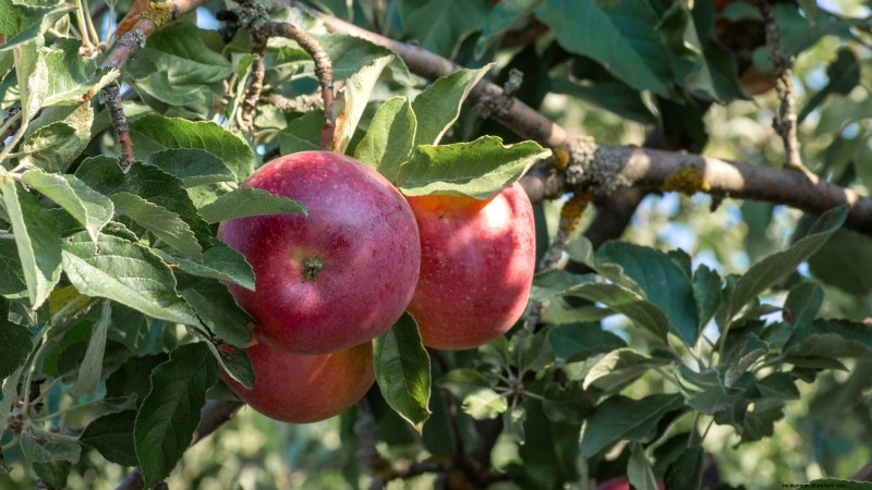 30 Top Apple Varieties for Home Gardens: Growing Tips, Climate Guides, and Harvest Details