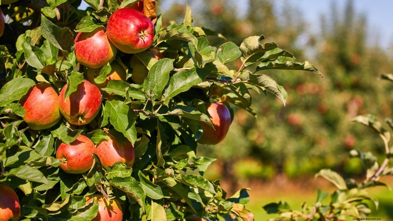 30 Top Apple Varieties for Home Gardens: Growing Tips, Climate Guides, and Harvest Details