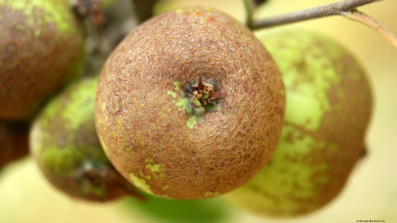 30 Top Apple Varieties for Home Gardens: Growing Tips, Climate Guides, and Harvest Details