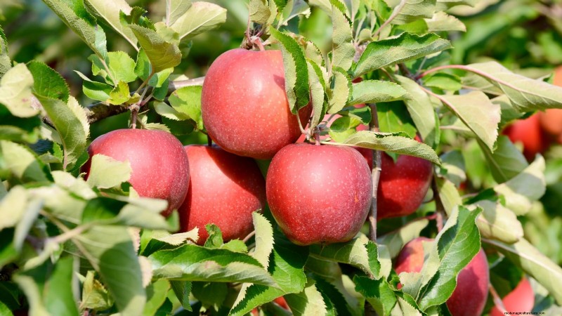 30 Top Apple Varieties for Home Gardens: Growing Tips, Climate Guides, and Harvest Details