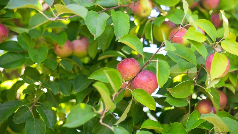 30 Top Apple Varieties for Home Gardens: Growing Tips, Climate Guides, and Harvest Details