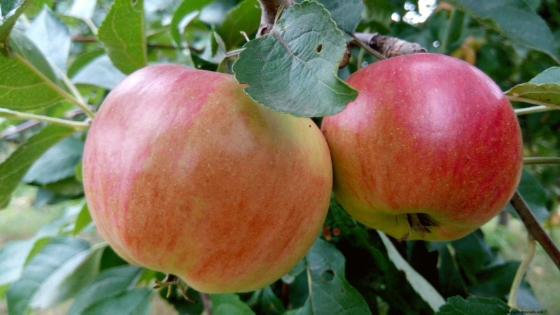 30 Top Apple Varieties for Home Gardens: Growing Tips, Climate Guides, and Harvest Details