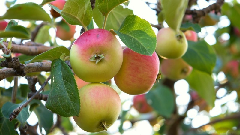 30 Top Apple Varieties for Home Gardens: Growing Tips, Climate Guides, and Harvest Details