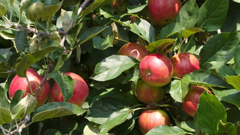 30 Top Apple Varieties for Home Gardens: Growing Tips, Climate Guides, and Harvest Details