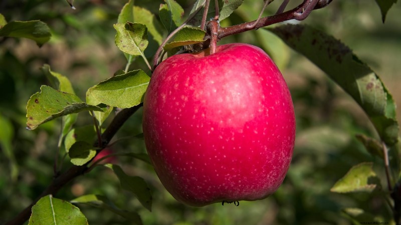 30 Top Apple Varieties for Home Gardens: Growing Tips, Climate Guides, and Harvest Details