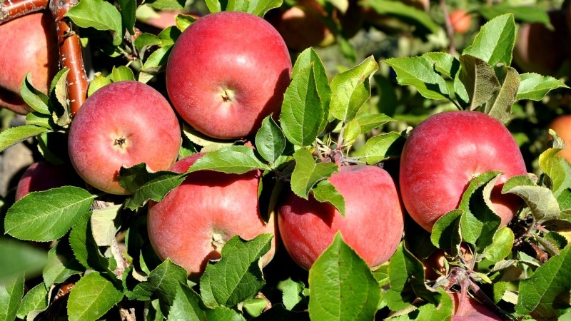 30 Top Apple Varieties for Home Gardens: Growing Tips, Climate Guides, and Harvest Details