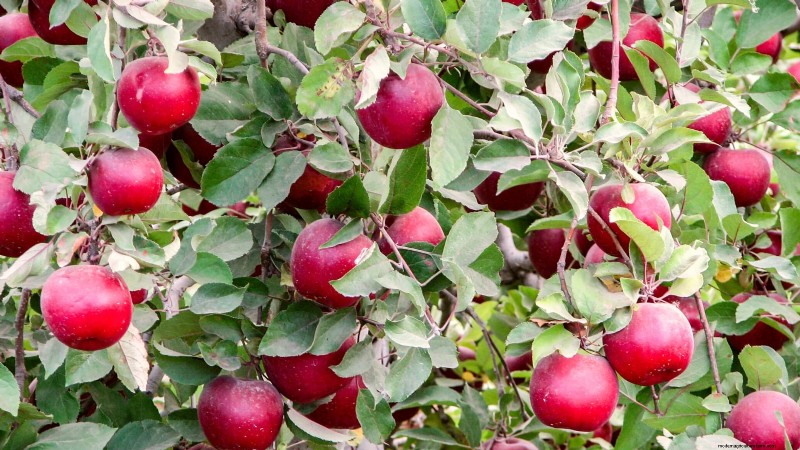 30 Top Apple Varieties for Home Gardens: Growing Tips, Climate Guides, and Harvest Details