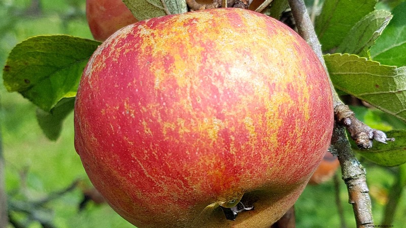 30 Top Apple Varieties for Home Gardens: Growing Tips, Climate Guides, and Harvest Details