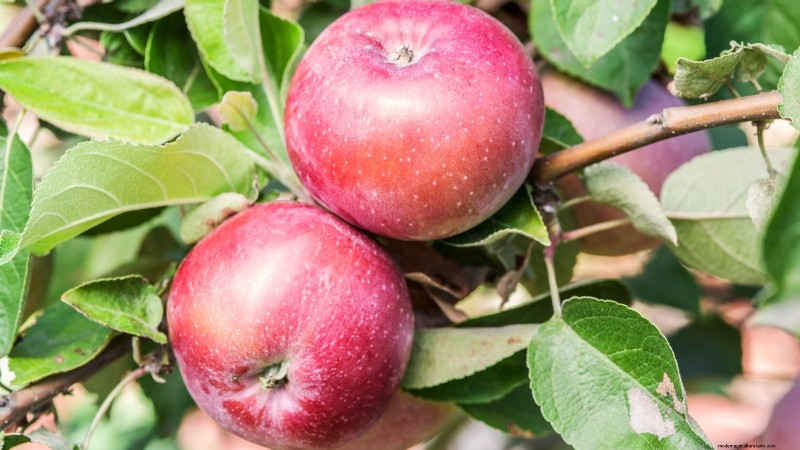 30 Top Apple Varieties for Home Gardens: Growing Tips, Climate Guides, and Harvest Details