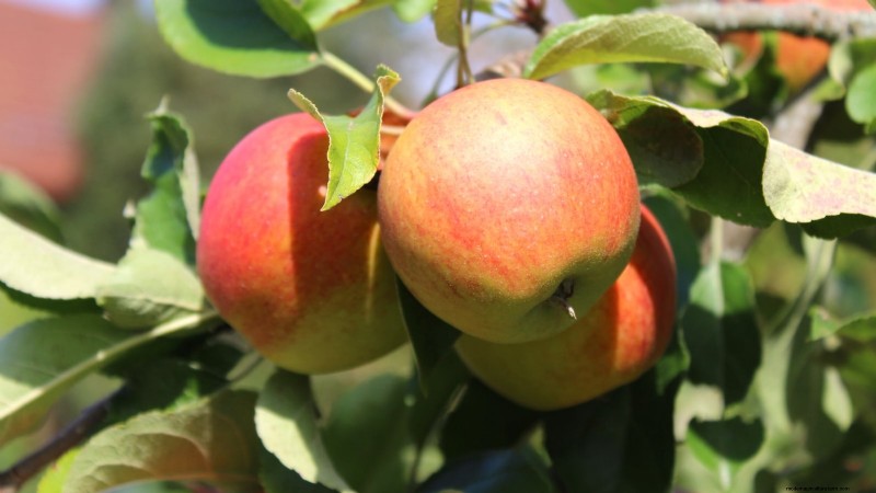 30 Top Apple Varieties for Home Gardens: Growing Tips, Climate Guides, and Harvest Details