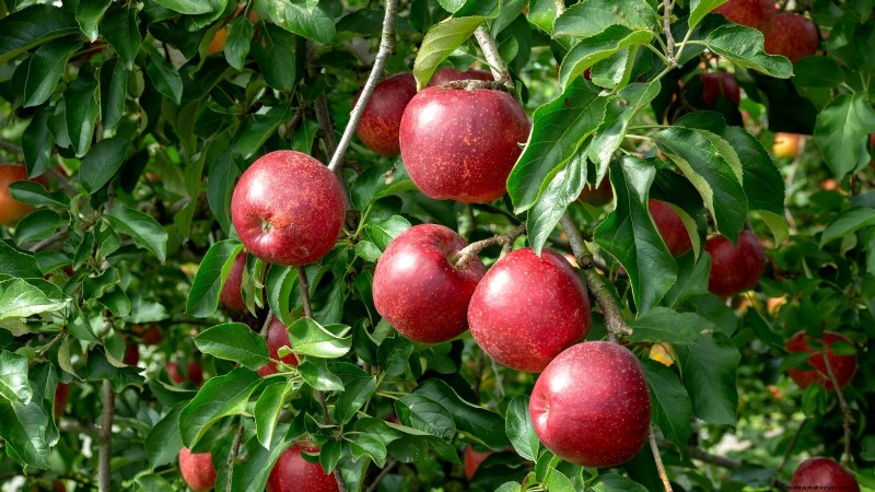 30 Top Apple Varieties for Home Gardens: Growing Tips, Climate Guides, and Harvest Details