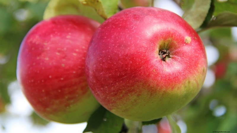 30 Top Apple Varieties for Home Gardens: Growing Tips, Climate Guides, and Harvest Details
